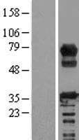 RCSD1 Protein (Over-Expression Lysate Myc-DDK (Flag))