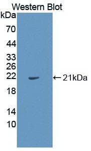 IL1A / IL-1 Alpha Antibody