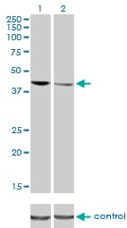 IHC-plus™ TDP-43 / TARDBP Antibody (clone 2E2-D3)