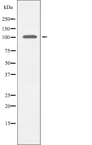 KAT2A / GCN5 Antibody