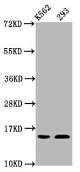 HIST1H2BN Antibody