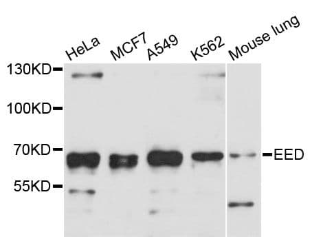 EED Antibody