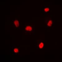 RNF8 Antibody