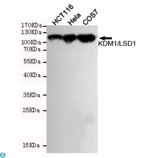Monoclonal Mouse anti-Human KDM1A / LSD1 Antibody (WB)