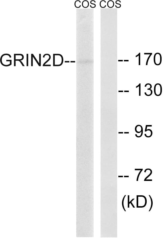 Polyclonal Rabbit anti-Human GRIN2D / NMDAR2D / NR2D Antibody (aa671-720, WB)