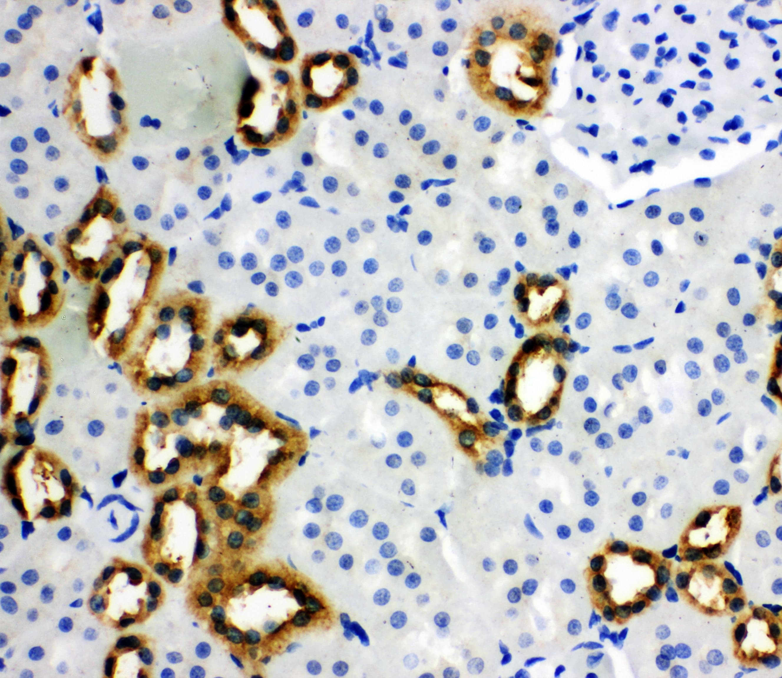 Polyclonal Rabbit anti-Mouse PEBP1 / RKIP Antibody (aa15-29, IHC, WB)