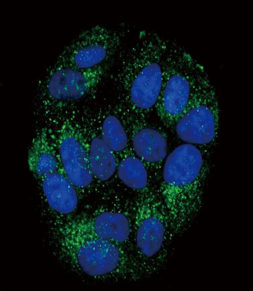 Peptide YY / PYY Antibody (aa67-94)