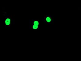 TAL1 Antibody (clone OTI5H1, Carrier-free)