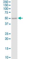FUT4 / CD15 Antibody (clone 8B2)
