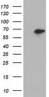 EPHX2 / Epoxide Hydrolase 2 Antibody (clone OTI2F2, Carrier-free)