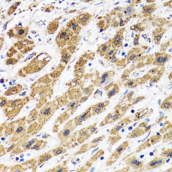 HAPLN1 Antibody