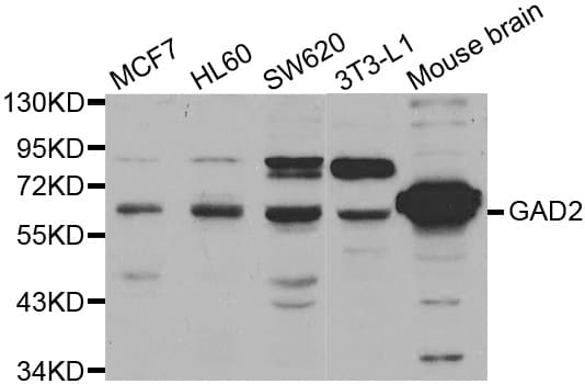 GAD65 Antibody