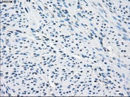 SLC2A5 / GLUT5 Antibody (clone OTI9G8, Carrier-free)