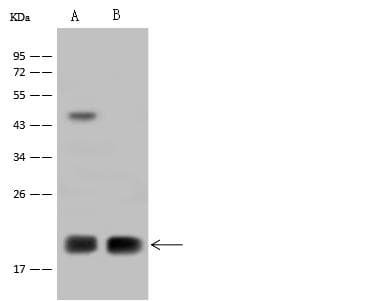 Polyclonal Rabbit anti-Human MRPL12 Antibody (IHC, IF, WB)