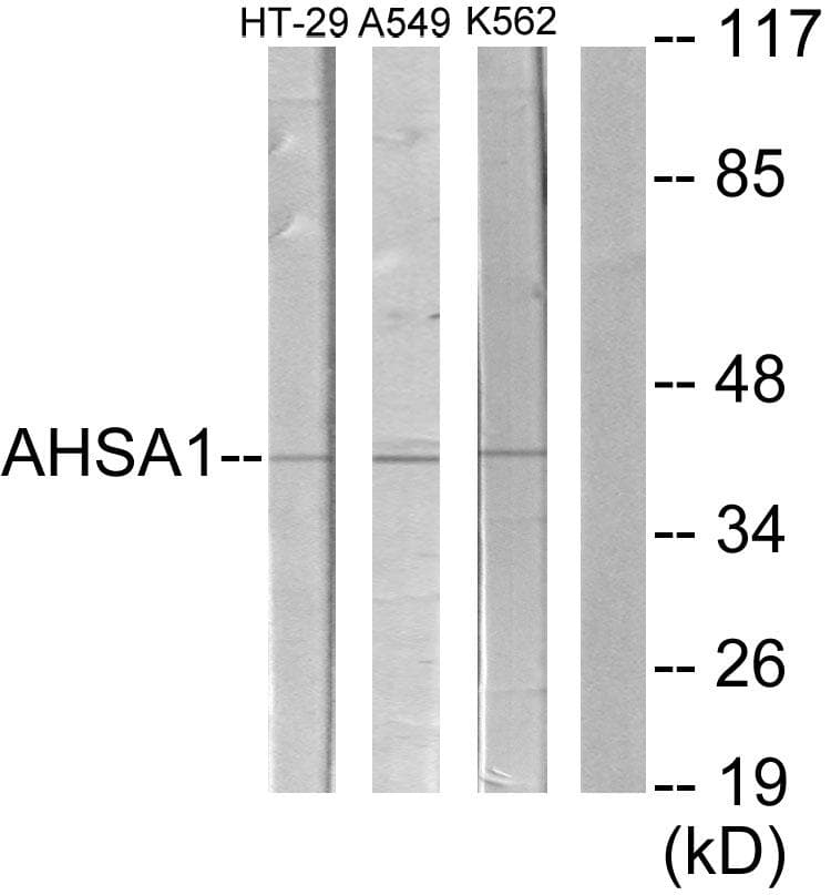 AHSA1 / AHA1 Antibody