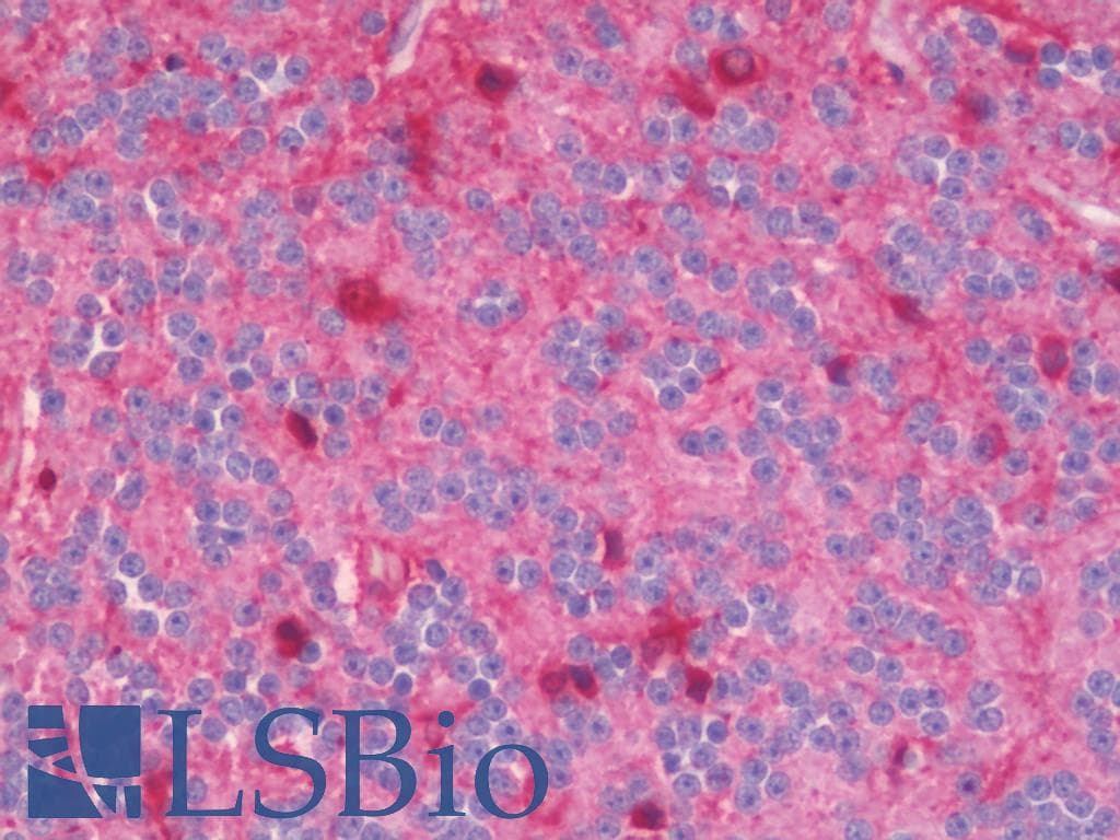 HSPB1 / HSP27 Antibody (clone 8A7, PerCP)