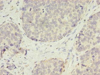 VASH2 Antibody