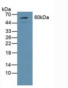 GRB7 Antibody (aa66-327, Cy3)
