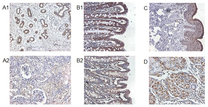 IL37 Antibody