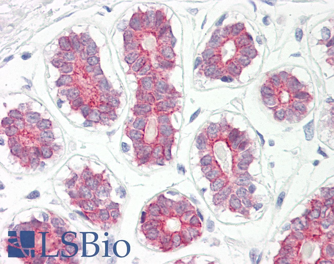 CYP2B6 Antibody (aa215-264)