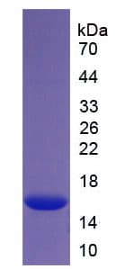 Mouse Histone H4 Protein (Recombinant 6His, N-terminus)