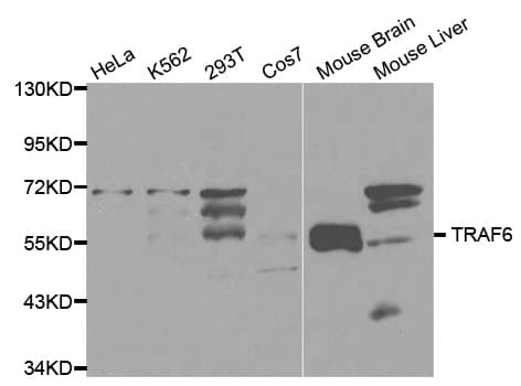 TRAF6 Antibody