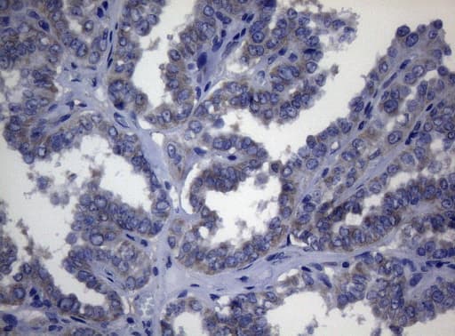 Monoclonal Mouse anti-Human ADH5 Antibody (clone OTI4D4, aa1-266, IHC, WB)
