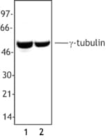 IHC-plus™ TUBG1 / Tubulin Gamma 1 Antibody (C-Terminus)