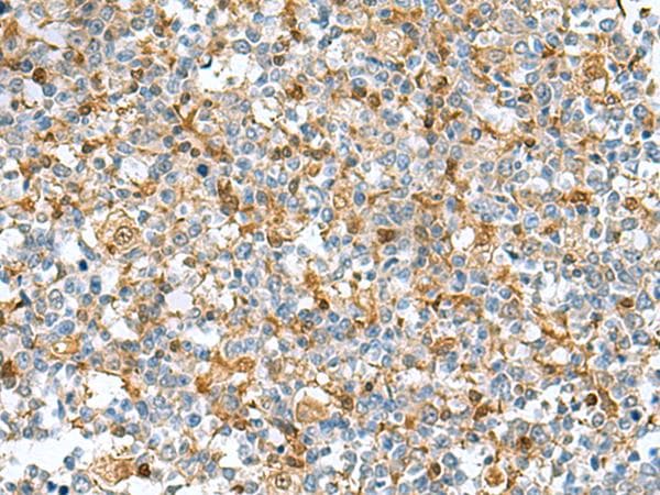 C6orf108 Antibody