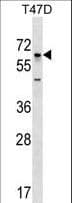 GBP5 Antibody (aa140-167)