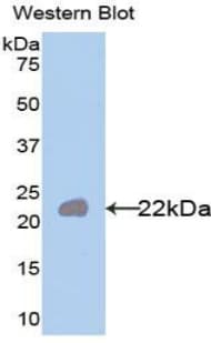 IL1A / IL-1 Alpha Antibody (aa113-271)