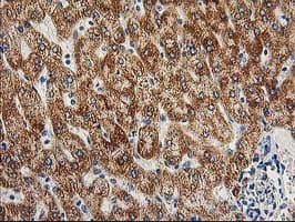 AK4 / Adenylate Kinase 4 Antibody (clone OTI3B1, Carrier-free)
