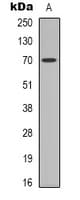HSPA1A Antibody (Acetyl-Lys246)