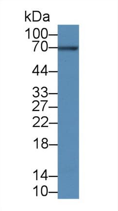 BCL3 / BCL-3 Antibody (aa127-376)