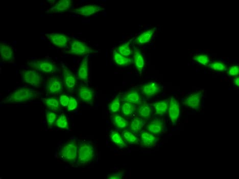 PHAP1 / ANP32A Antibody