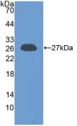 PRL / Prolactin Antibody (aa1-227, PE)