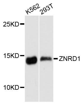 ZNRD1 Antibody