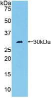 Rat Chymotrypsin C Protein (Recombinant His, N-Terminal)