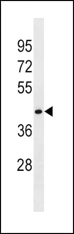 FLOT1 / Flotillin 1 Antibody (aa104-133)