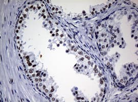 NBN / Nibrin Antibody (aa183-460, clone OTI2F5, Carrier-free)