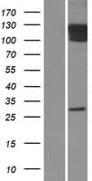 Human GRIA1 / GLUR1 Protein (Over-Expression Lysate Myc-DDK (Flag))