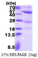 Human PGK2 Protein (Recombinant His)