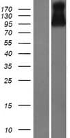 VSIG10 Protein (Over-Expression Lysate Myc-DDK (Flag))