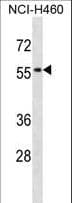 SIGLEC5 / CD170 Antibody (aa104-132)