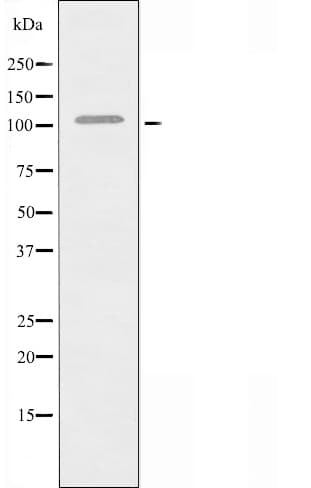 Polyclonal Rabbit anti-Human RIN3 Antibody (IF, WB)