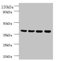 FAM110B / C8orf72 Antibody