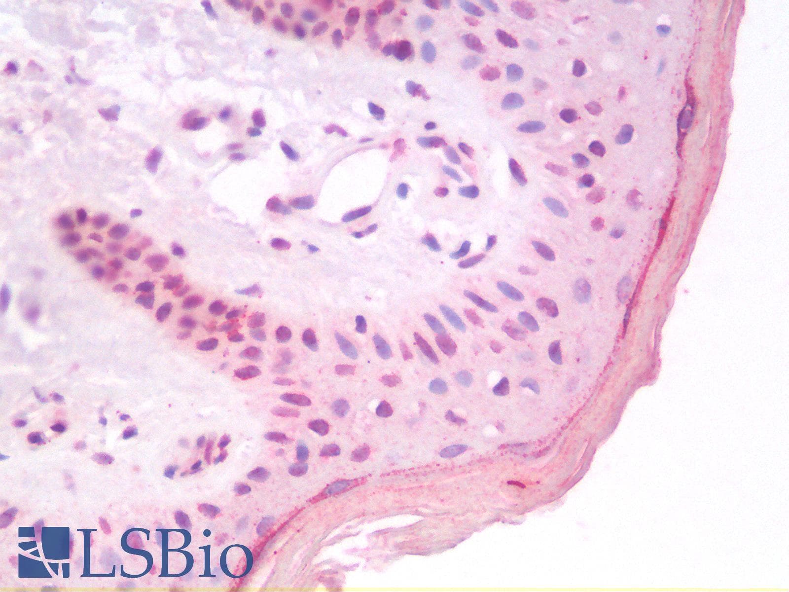 IHC-plus™ GNL3 / NS / Nucleostemin Antibody (aa115-126)