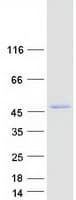 Human BAAT / BAT Protein (Recombinant Myc-DDK (Flag))