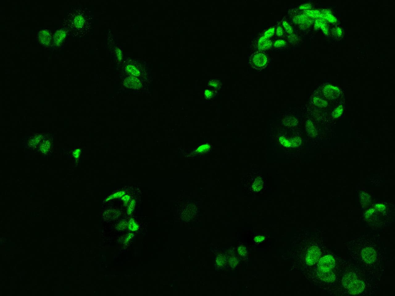 BRF1 Antibody