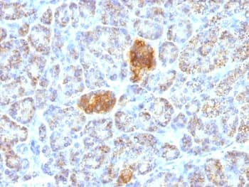 HSPD1 / HSP60 Antibody (clone HSPD1/780, Ready-to-Use)